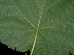 Paulownia fortunei, photograph (c) Jacy Chen, some rights reserved (CC BY)