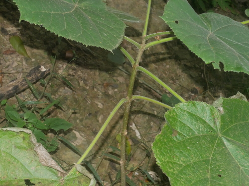 Paulownia fortunei, photograph 4