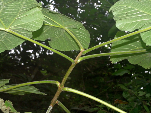 Paulownia fortunei, photograph 5
