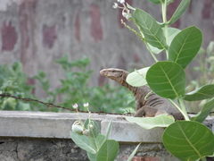 Varanus bengalensis