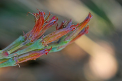 Adromischus umbraticola