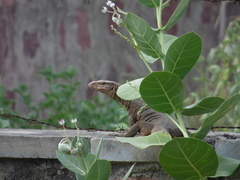 Varanus bengalensis