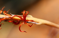 Adromischus umbraticola