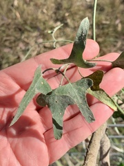 Araujia brachystephana