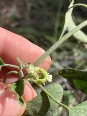 Araujia brachystephana