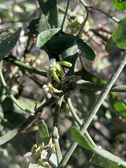 Araujia brachystephana