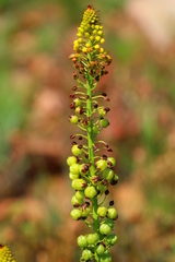 Bulbine angustifolia