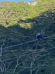 Alectroenas pulcherrimus