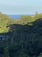 Alectroenas pulcherrimus