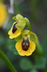 Ophrys lutea lutea