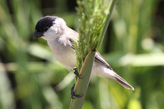 Sporophila pileata