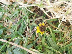 Sanvitalia procumbens
