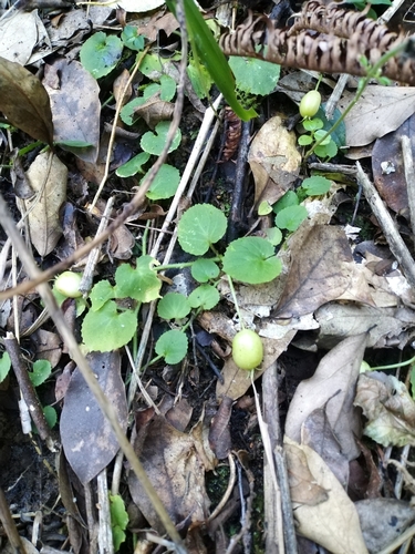 Common Pratia