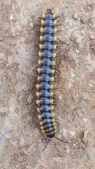 Orthomorpha