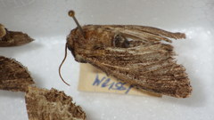 Mamestra brassicae