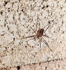 Odiellus troguloides