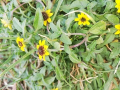 Sanvitalia procumbens