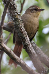 Cranioleuca obsoleta