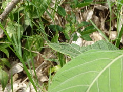 Noctuana