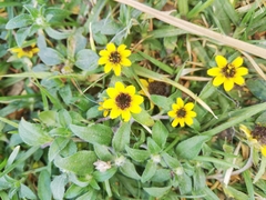 Sanvitalia procumbens