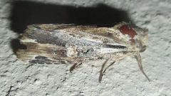 Magusa versicolora