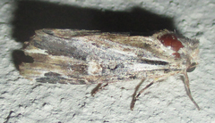 Magusa versicolora