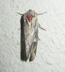 Magusa versicolora