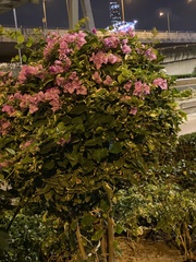 Bougainvillea