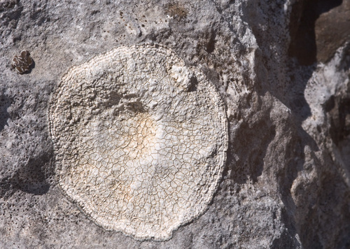 calcareous rimmed lichen