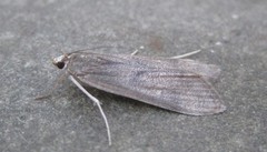 Parapoynx maculalis