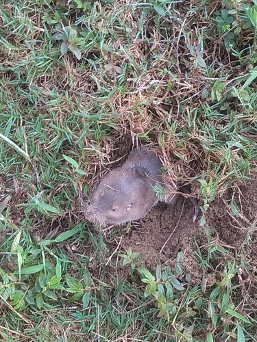 Southeastern Pocket Gopher