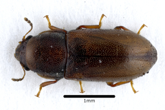 Orthocis alni