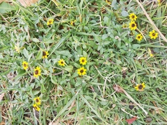 Sanvitalia procumbens