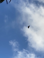 Pteropus seychellensis seychellensis