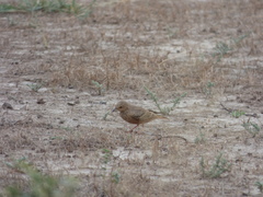 Ammomanes phoenicura