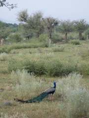 Pavo cristatus
