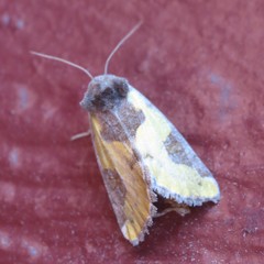 Chalcopasta fulgens