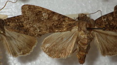 Mamestra brassicae
