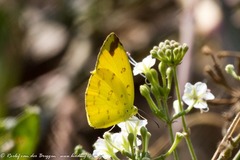 Eurema hecabe solifera
