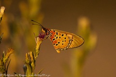 Acraea caldarena