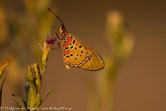Acraea caldarena
