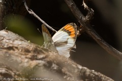 Colotis euippe omphale
