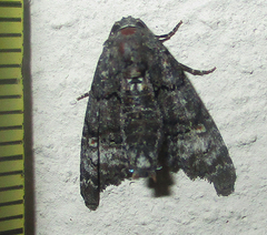 Marathyssa albidisca