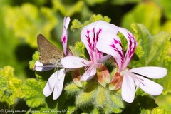 Gegenes pumilio gambica