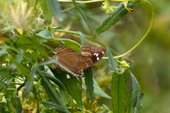 Junonia natalica