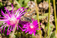 Spialia diomus