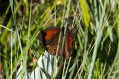Pseudonympha magoides