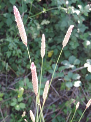 Phalaris coerulescens