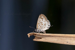 Leptotes pirithous pirithous