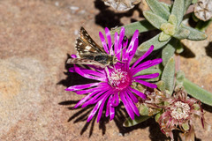 Spialia diomus